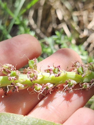 Lachenalia nervosa