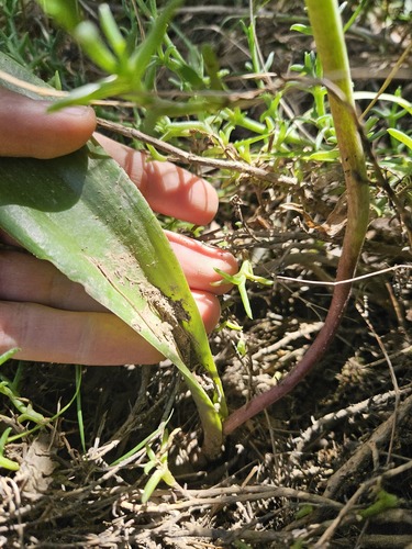 Lachenalia nervosa
