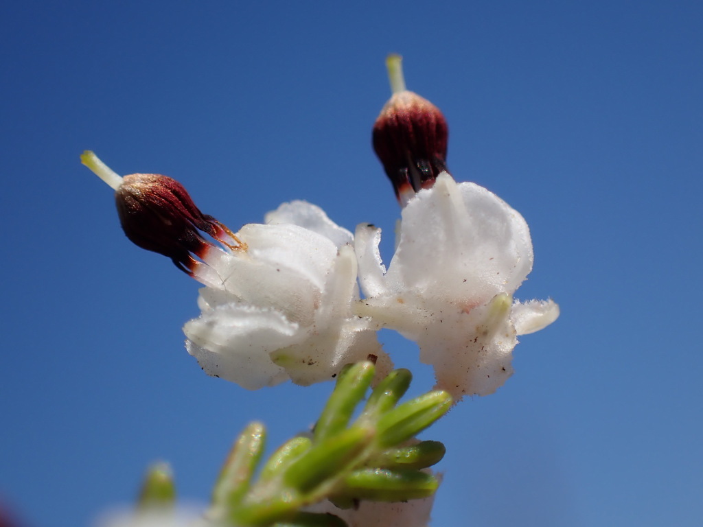 Erica chartacea