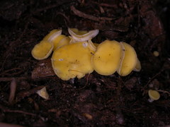 Phaeohelotium baileyanum