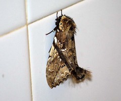 Dudusa synopla