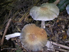 Cortinarius metallicus