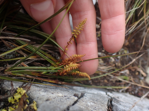 Image of Woodsia glabella by no rights reserved