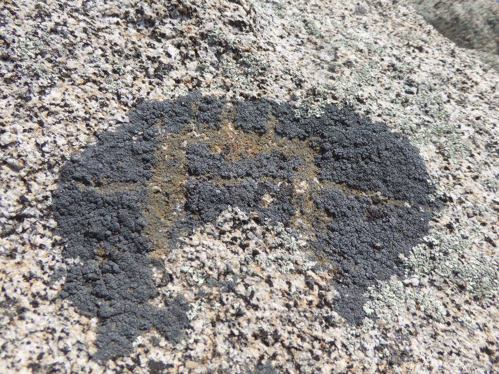 pebble ball lichen