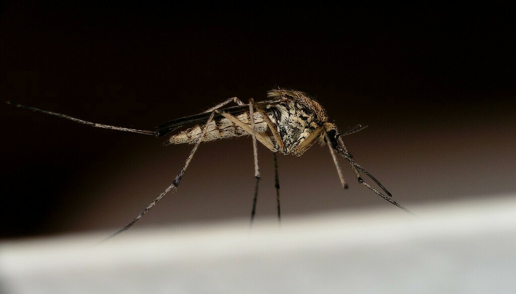 Aedes detritus from 17190 Saint-Georges-d'Oléron, France on May 15 ...