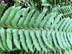 Polystichum californicum × munitum