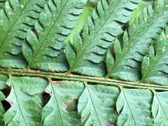 Polystichum californicum × munitum
