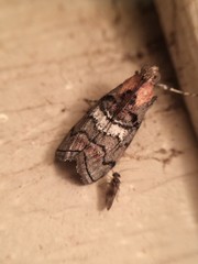 Pococera maritimalis