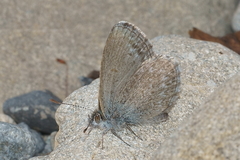 Zizina otis labradus