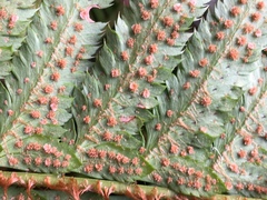 Polystichum californicum × munitum