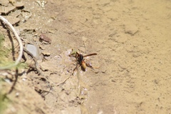 Polistes comanchus comanchus