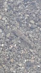 Gobiomorphus breviceps