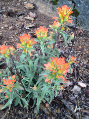 Castilleja applegatei applegatei