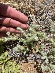 Cryptantha crassisepala