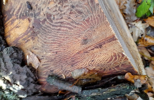 Birch Bark Beetle