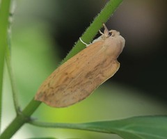Saliocleta longipennis