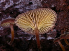 Trogia straminea