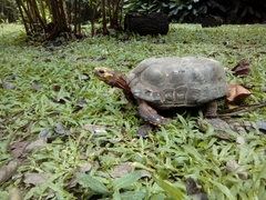 Chelonoidis carbonarius