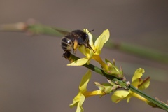 Anthophora villosula