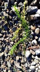 Hydrocharitaceae