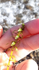 Hydrocharitaceae