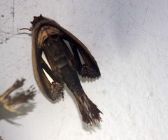 Tarsolepis remicauda