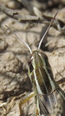 Dichroplus pratensis