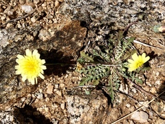 Malacothrix fendleri