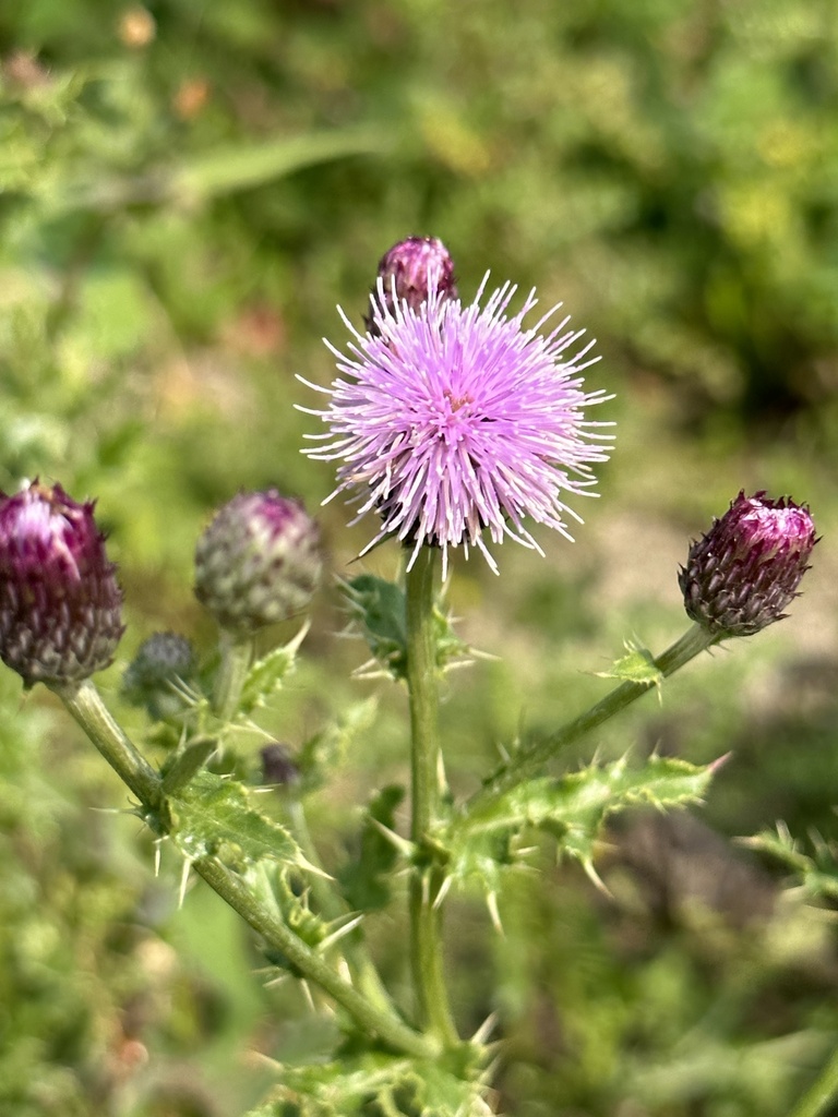 Cirsium arvense — a medium houseplant, prefers full sun light