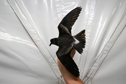 Cape Verde Storm Petrel (Hydrobates jabejabe), photo 4