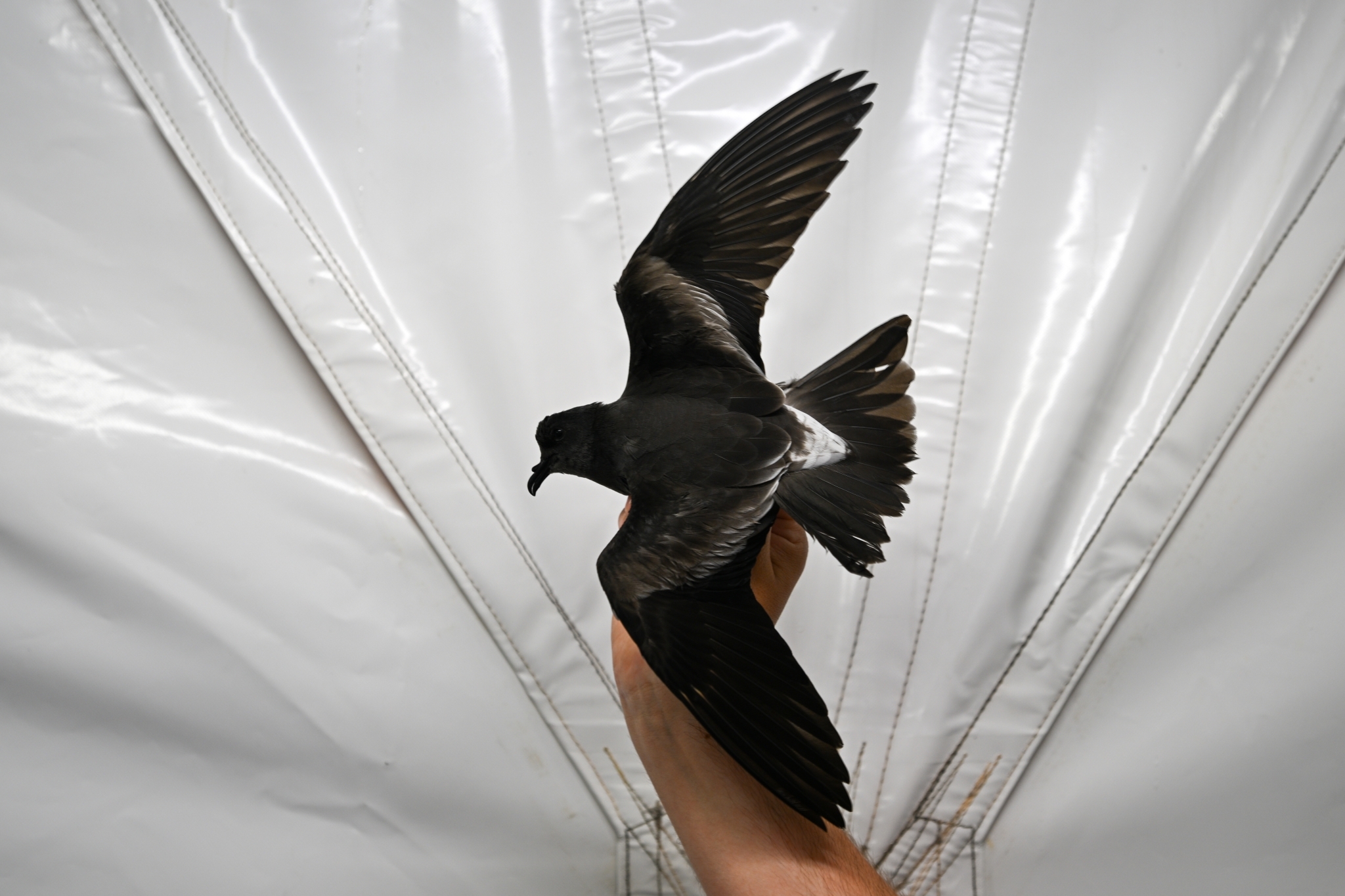 Cape Verde Storm-Petrel illustration