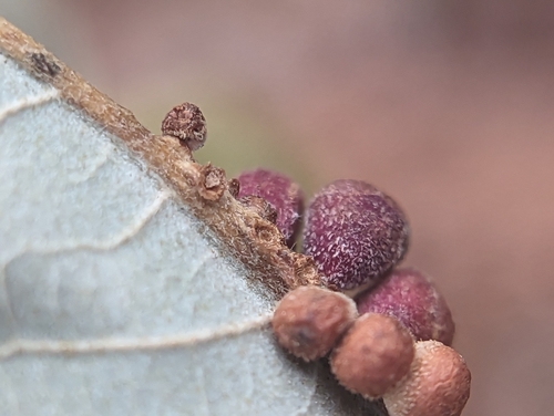 Clustered Midrib Gall Wasp photo 4