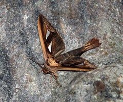 Tarsolepis remicauda