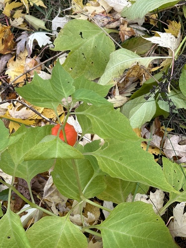 Physalis alkekengi iNat (3)
