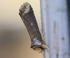 Teinophalera elongata