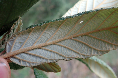 Pomaderris apetala maritima