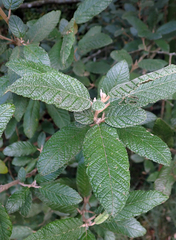 Pomaderris apetala maritima