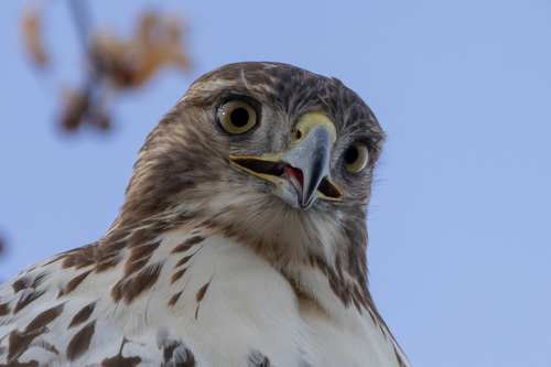 Red-tailed Hawk photographed in Nebraska