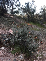 Castilleja foliolosa