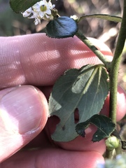 Ceanothus oliganthus