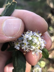 Ceanothus oliganthus