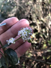 Ceanothus oliganthus