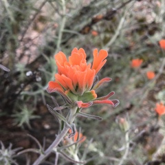 Castilleja foliolosa
