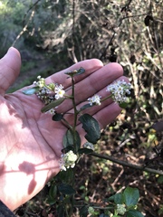 Ceanothus oliganthus