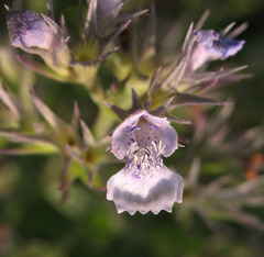 Nepeta ucranica