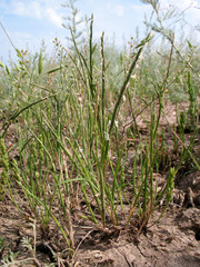 Pholiurus pannonicus
