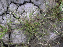 Pholiurus pannonicus