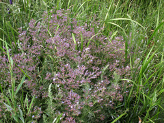 Nepeta ucranica