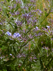 Nepeta ucranica