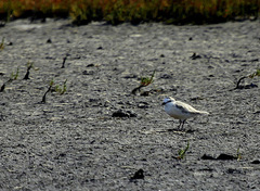 Charadrius marginatus marginatus